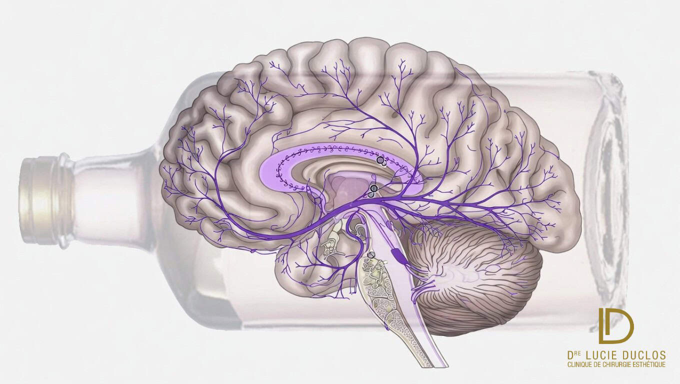 GLP-1 traitement alcoolisme - cerveau dopamine réduction cravings et consommation alcool