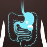 Illustration du mecanisme Ozempic sur le systeme digestif et le GLP-1
