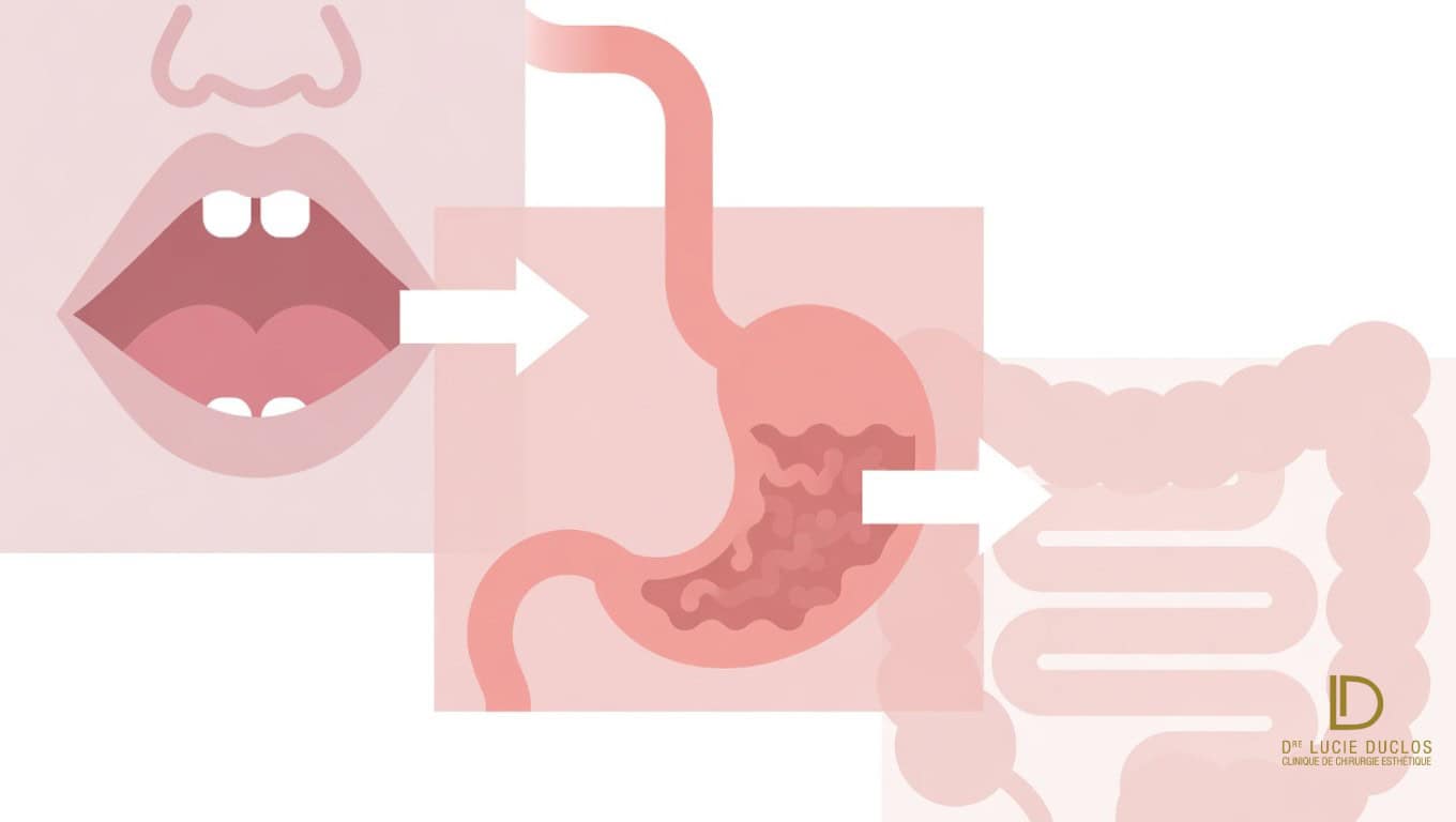 Schéma du parcours digestif normal : estomac, intestin grêle et absorption des nutriments
